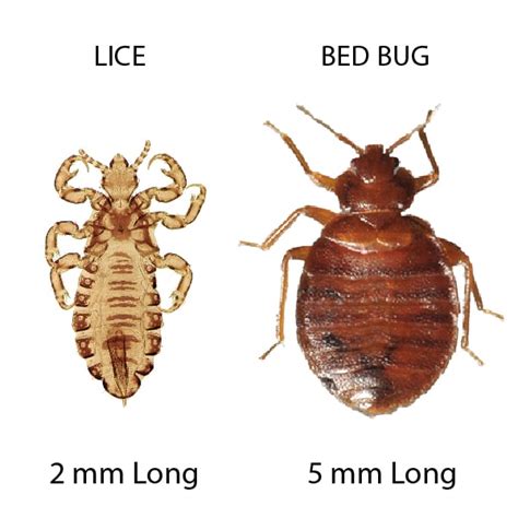bugs that are similar to lice